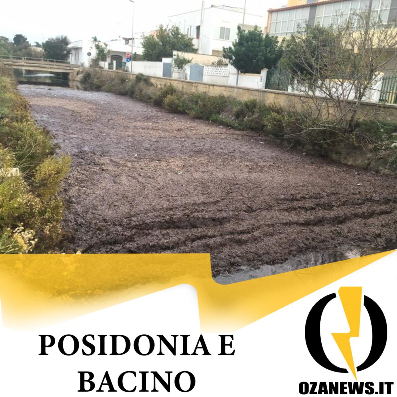 posidonia e bacino