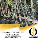 Il comune di Ugento consegna gratuitamente 3450 piante di ulivi.