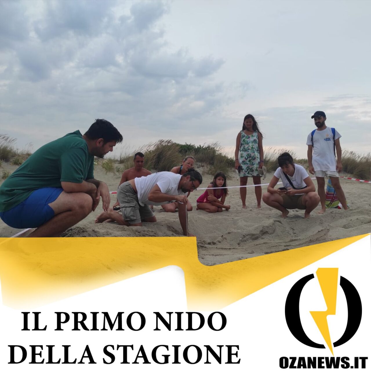nido di tartarughe