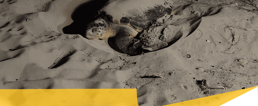 un altro nido di tartaruga a pescoluse